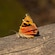 A Jersey Tiger moth sitting on a wooden log